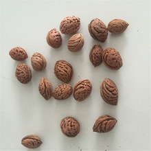 新采毛桃种子桃树毛桃核大桃桃桃核桃树核树种子包邮