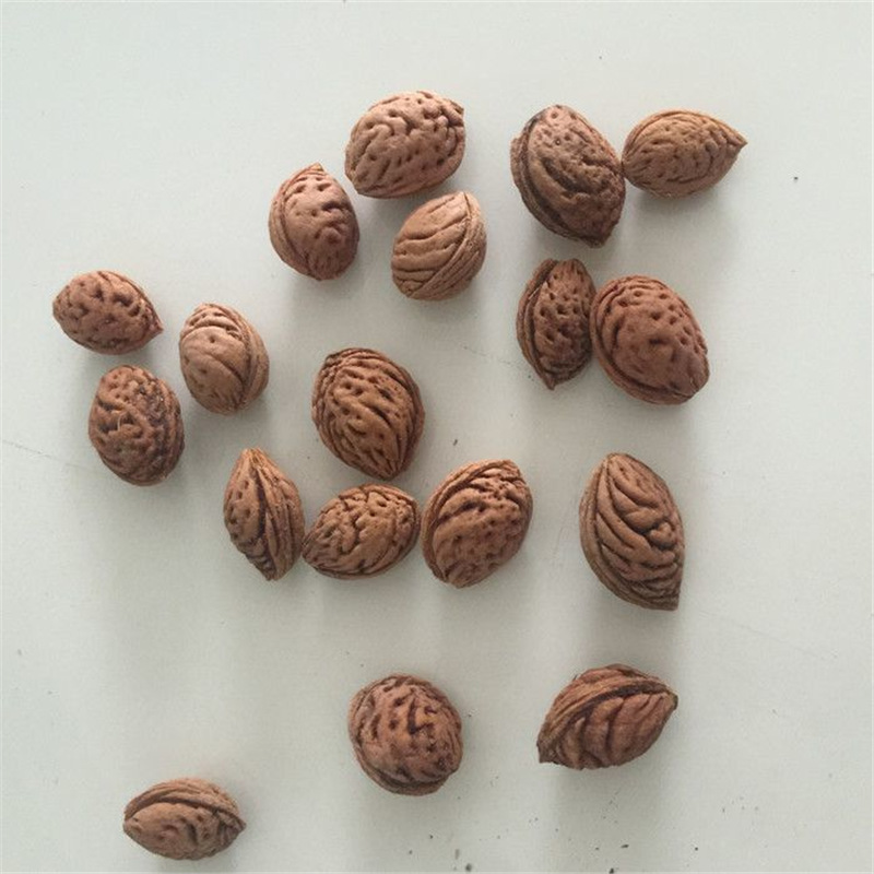 新采毛桃种子桃树毛桃核大桃桃桃核桃树核树种子包邮