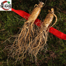 产地批发长白山鲜人参各种规格园参东北特产带土鲜参一件代发人参