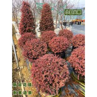 С�����������ͺ�׃ɫ�ߙn��Ʒ����򻨈@�OӋ���仨�Rֲ��