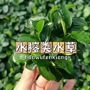 Mini banyan fish tank landscape living real water grass king banyan oxygen-increasing water grass sunken wood banyan water grass king banyan