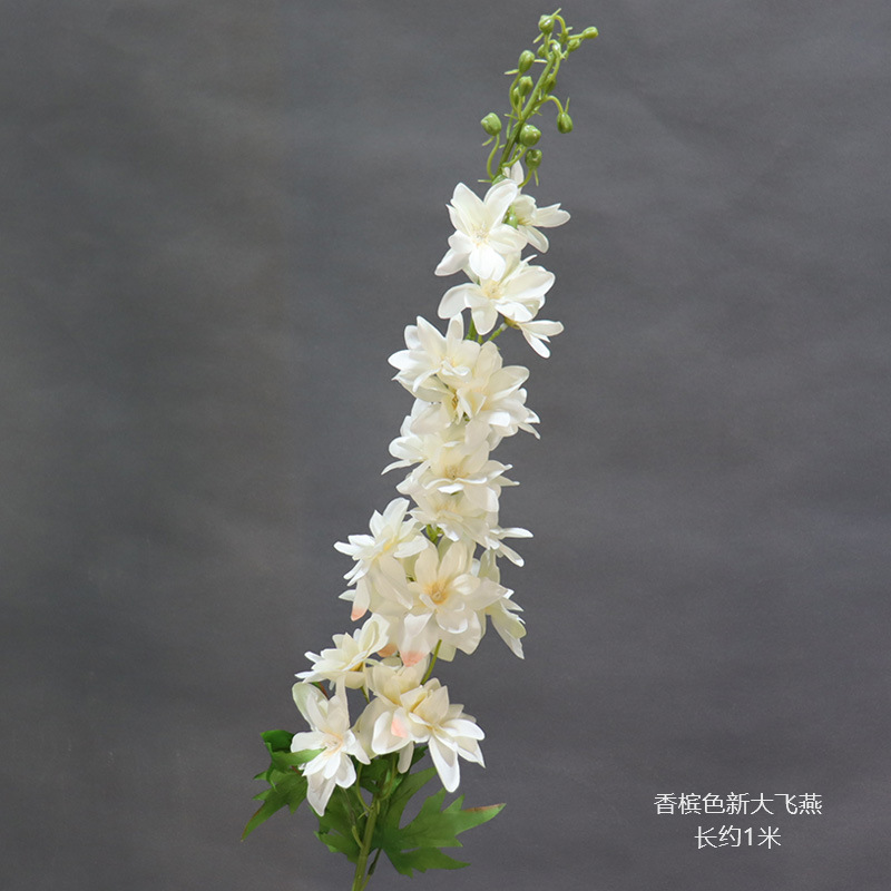 샴페인 컬러의 새로운 큰 비행 제비