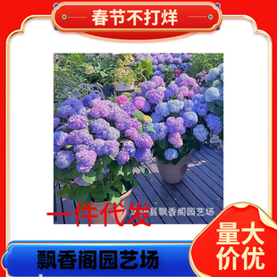 ���ٵĻ��@�A�F����ʯ�ҟ���ݲ�ݮ���������ͺ��ͺ�ֲ�ﻨ������