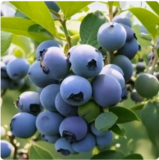 蓝莓大果树苗盆栽地栽果树苗蓝莓南北方种植阳台庭院种植当年结果