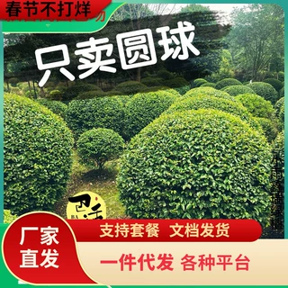 一件代发小叶女贞球树苗庭院绿化金叶女贞球树亮晶女贞球形树四季