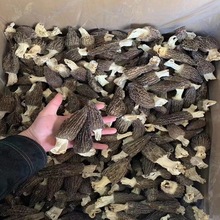 羊肚菌干货各种规格肉厚250g/袋云南源头产地种植食源厂家批发