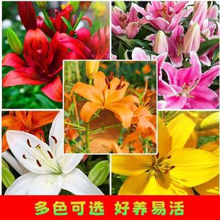 ���l��ˮ�ٺϻ��N��ѿ�t�׷��Sɫ�ٺ������Ի��طNֲ���󃞻�