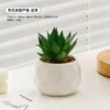 Aloe vera bonsai