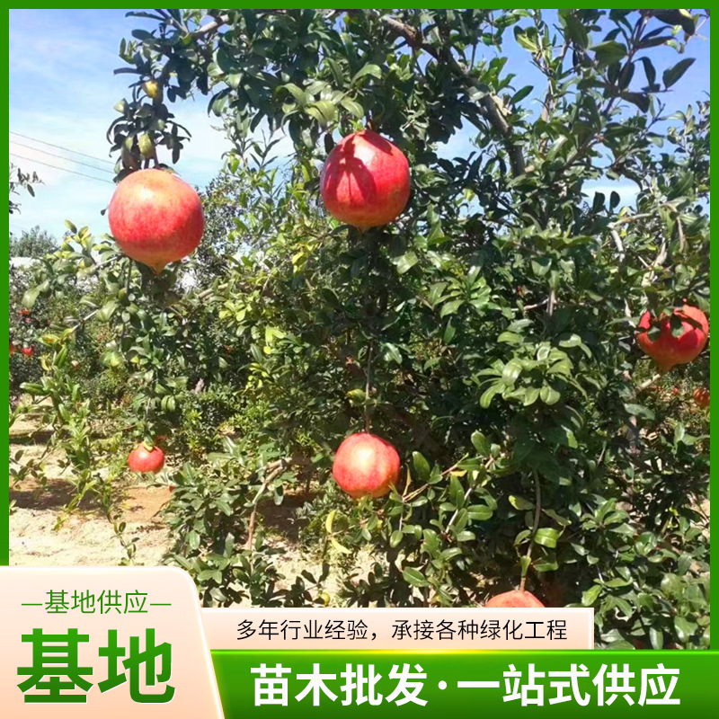 石榴苗盆栽庭院果树特大带土无籽甜石榴树苗石榴树树苗突尼斯软籽