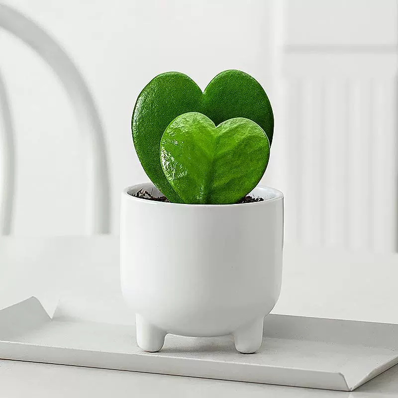 Кусок сердца в горшке, комнатный кактус, суккулент, цветочное растение, офисный настольный зеленый цветок, радиационно-стойкие и легкие в уходе украшения
