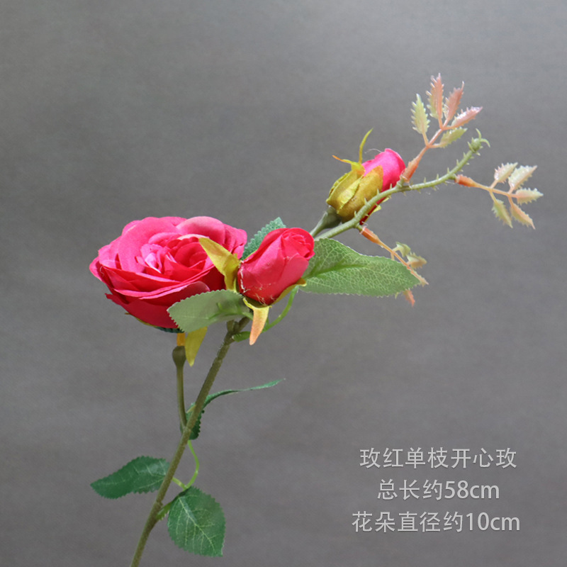 Rosa Rojo feliz Rosa