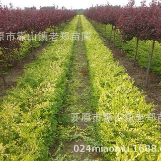 现苗出售金叶水蜡绿篱苗金叶女贞绿化工程苗规格齐全金叶水腊丛生