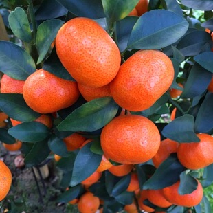 Kumquat Saplings, Potted Orange Seedlings, Ground Planting, Four-Season Fruiting, Seedless Sugar Oranges, Large Discounts on the Year's Results