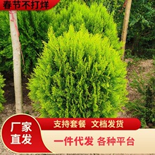 ����ؘ����ɰ���ľ���Ե��Ի���ͥԺ�G��ֲ���ԭ�����ɱ��