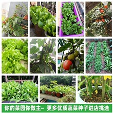抖音快手拼云仓代发家庭蔬菜种子四季播种香菜生菜辣椒番茄籽孑