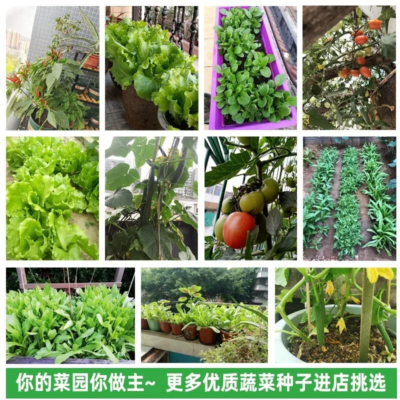 快手抖音拼云仓代发家庭蔬菜种子四季播种绿宝石甜瓜辣椒番茄籽孑