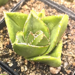 Momotaro Yanlong Green Plant Potted Landscape Succulent Plant Greenhouse Wholesale Agave Cactus Twelve Rolls Large