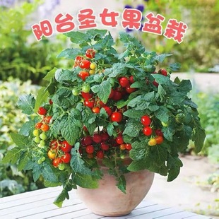 ������С���ѷ��ѷN�ӡ����t�������}Ů���ļ��̨�����߲˷N����