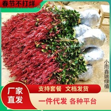 t~ʯ骘ļhͥԺ@־GֲtʯС