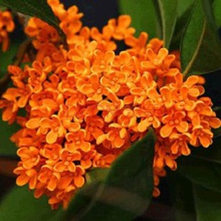 �޽ӹ𻨘����ļ��𻨻ܰ��¹�ͥԺ��ɫϵ����������̨�w�����