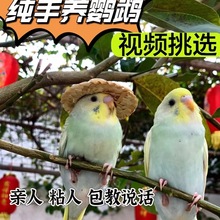 虎皮鹦鹉活鸟会说话的大头鹦鹉手养宠物小鸟活鸟幼鸟活体活物观赏
