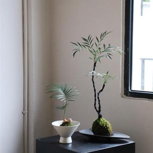 Sota Plant Moss Ball Potted Plant Top Ten Benefits Japanese Tea Table Bathroom Micro Bonsai Lazy Desktop Green Plant