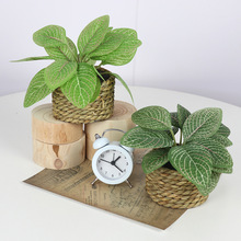 ����Gֲ���������������С�������~�k���ҼҾ��b[������Gֲ