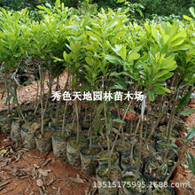 ÷޽ش÷ϱͺƷNͥԺԷNֲ