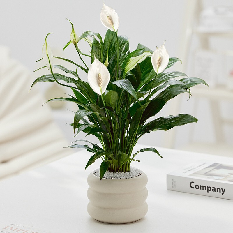 Bubugao Rich Bamboo Circle Pot Indoor Small Potted Plant Office Desktop Green Plant Easy to Feed All Year Round Flower Bonsai