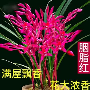 ̨����֬ �҃������m���_����