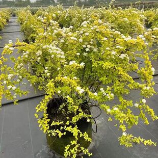 Golden Fountain Spirea Spray Snowflake Small Handball Perennial Flower Resistant to Cold and Easy to Grow Flower Balcony Flower Mirror Plant