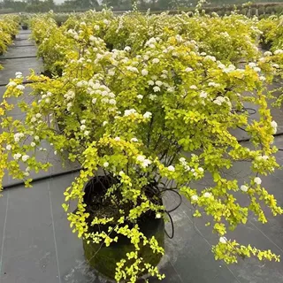 黄金喷泉绣线菊喷雪花小手球多年生勤花耐寒好养花园阳台花镜植物