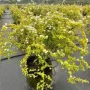 多年生耐寒植物花园花镜