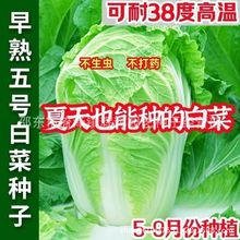早熟五号白菜种子50天白菜大全春秋四季小白菜抗病耐高温蔬菜种孑