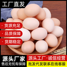 新鲜散养土鸡蛋谷物蛋50g-60g初生蛋柴鸡蛋农家源头工厂批发