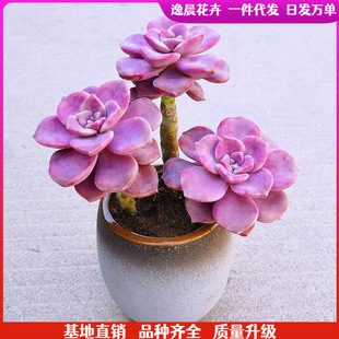 �Ϙ�С�Ϙ�����ֲ��M�������ײ��A���L܇�Gֲ�����k���ҷ�ɫ����