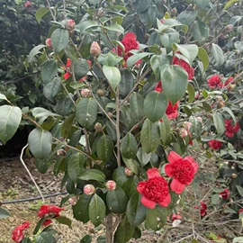 其他食用油;乔木;盆栽