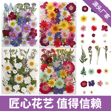 干花diy 压花DIY押花材料包写真花瓣书签真花滴胶干树叶植物标本