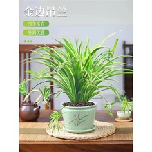 金邊吊蘭盆栽水培植物室內辦公吸甲醛好養花卉垂吊綠植物客廳擺放