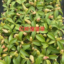 �t�X�i�\��ʳ�xֲ��Ȥζ����Gֲ���Բ�ω����ò�ʳ�˻��S��ֱ��