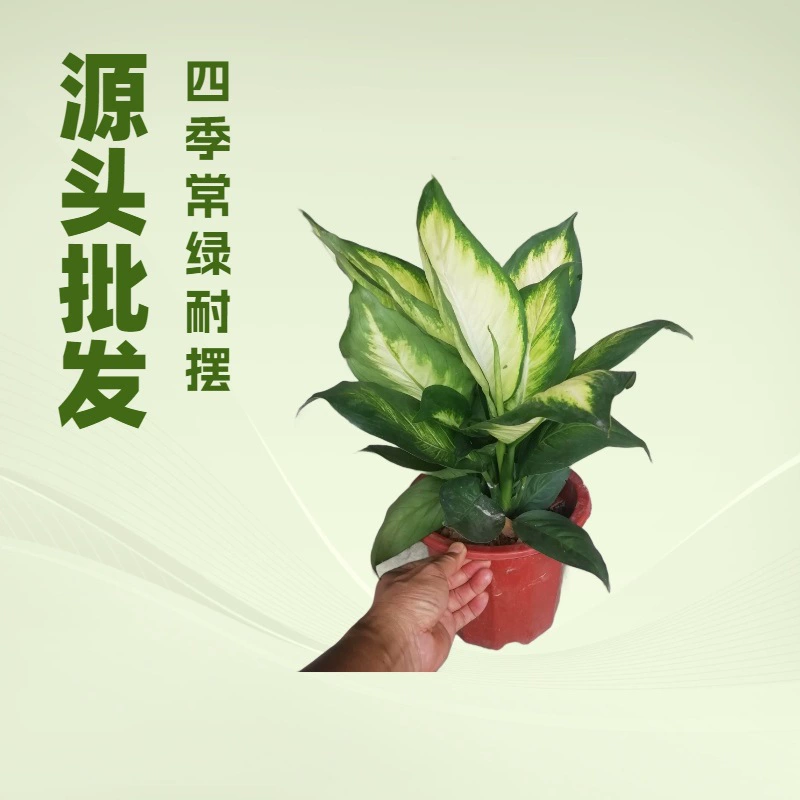 Исходная база долгосрочные поставки комнатных лиственных зеленых растений вечнозеленых садовых цветов Мариан в горшках оптом
