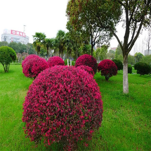 �t���^ľ��ͥԺ�Gֲ���ܻh�ʇ����t��ľ�����ļ��t�~��ɫ�辰��
