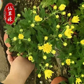 宿根花卉;一二年生花卉;灌木