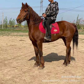 浙江半血马养殖场养殖视频图片矮马观赏影视用马景区租赁马匹