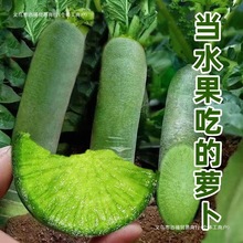 潍坊水果萝卜生吃甜脆型新鲜山东青冰淇淋凤梨萝卜农科院基地包邮
