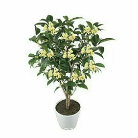 盆栽;种子;园林果树