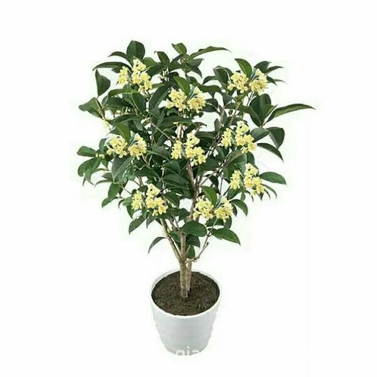 Osmanthus fragrans саженцы комнатные растения в горшках выращенные во дворе цветы Four Seasons Osmanthus Золотой османтус Ароматный морозостойкий и простой в выращивании