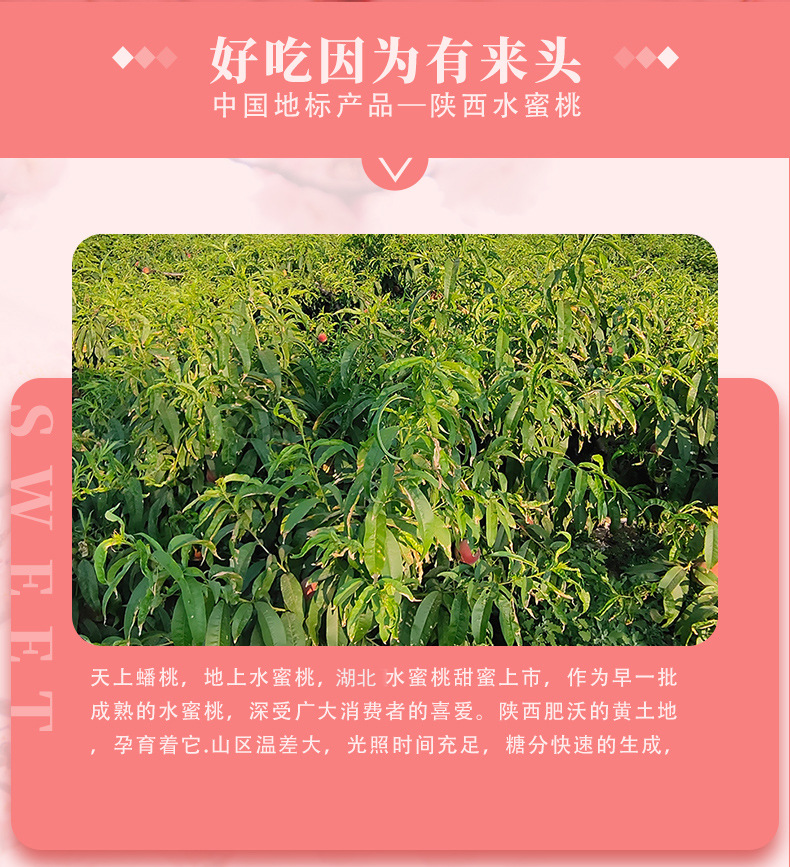 湖北水蜜桃详情_02.jpg