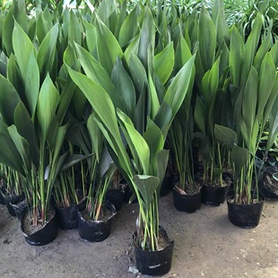 One-Leaf Orchid Potted Plant Indoor Living Room Large-Leaf Foliage Green Plant Evergreen All Year Round and Cold-Resistant Purifying Air and Absorbing Formaldehyde