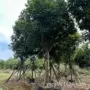 仁面树